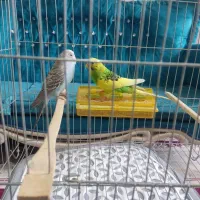 ۵ عدد مرغ عشق یکجا میفروشم نر و ماده|پرنده|نسیم‌شهر, |دیوار