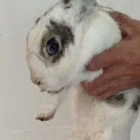 حیوان خانگی و اهلی