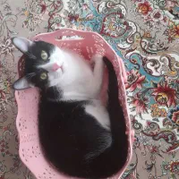 واگذاری گربه نر