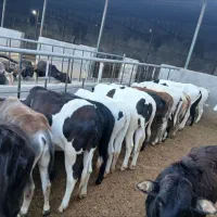 کشتار روز گوساله 140 کیلو پروار سالم