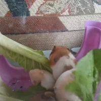 همستر|موش و خرگوش|آبگرم, |دیوار