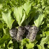گلخانه تولید نشا ء کاهو کرفس خیار گوجه بادمجان