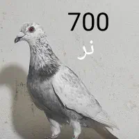 کبوتر آلمانی و رنگی همه پرشی|پرنده|گنبد کاووس, |دیوار