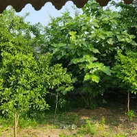اجاره ویلا/پره سر/گیسوم/ رضوانشهر