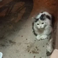 کسی گربه گم نکرده