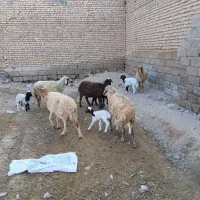 بره نر و ماده گوسفند بز|حیوانات مزرعه|شوش, |دیوار