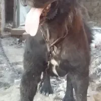 پژدر سرابی افغان