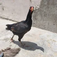 مرغ لاری تخمی