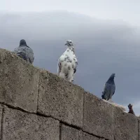 فروش کبوتر