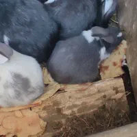 خرگوش|موش و خرگوش|سیرجان, |دیوار