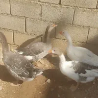 4غاز سرحال وبزرگ