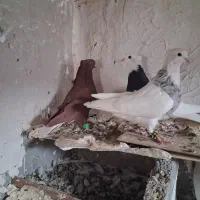 فروش کبوتر طوقی و دم سفید