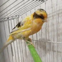 قناری آماده جفت