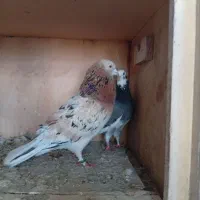 کفتر به درد بخور