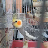 مرغ مینا، عروس هلندی|پرنده|شیراز, شهرک مهدی‌آباد|دیوار
