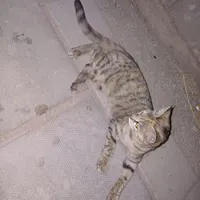 گربه گمشده