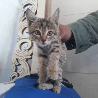 بچه گربه بازیگوش|گربه|همدان, |دیوار