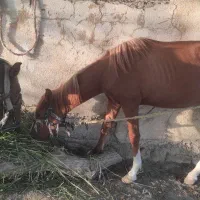 کره اسب خوش رنگ و رام|حیوانات مزرعه|شیراز, زند|دیوار
