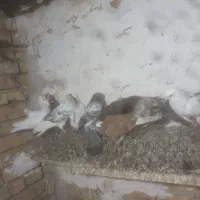 ۱۳ عدد کفتر ساعتی|پرنده|جوادآباد, |دیوار