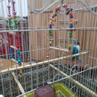 طوطی برزیلی