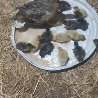 جوجه اردک محلی