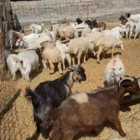 بزبره کهره فروش گله یکجا باسگ وچوپان معاوضه مزدا|حیوانات مزرعه|ارزوئیه, |دیوار