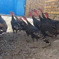 ۹۰ عدد بوقلمون ماده طاقچه برنز دم تخم امسالی