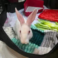 یک جفت خرگوش خانگی با مزه|موش و خرگوش|شیراز, لاله|دیوار