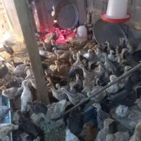 جوجه بقلمون برنز و بربون|حیوانات مزرعه|تهران, میدان حر|دیوار