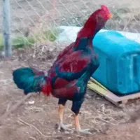 معاوظه با مرغ محلی