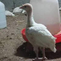 بوقلمون بیوتی