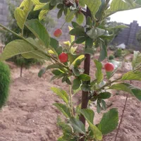 فروش زمین ۷۰۰ متری|فروش زمین و ملک کلنگی|مبارکه, |دیوار