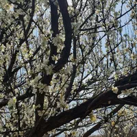 فروش باغ صنعت نفت دالین|فروش زمین و ملک کلنگی|همایجان, |دیوار