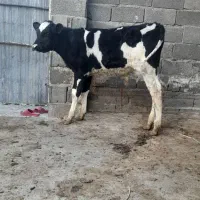 فروش سه راس گوساله نر شیر جدا