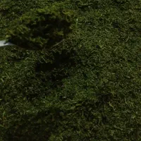 شوید خشک و باقله خشک