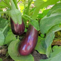 دنبال شریک هستم برای زراعت در کاشت بادمجون خیار|فعالیت داوطلبانه|جهرم, |دیوار