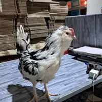 نیمچه گلین   ریشو چهل تاج