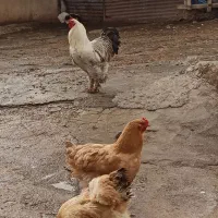 تخم برهما