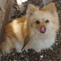 پامر روباهی|سگ|داراب, |دیوار