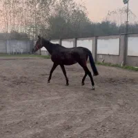 اسب نریون تروبرد ۷ ساله|اسب و تجهیزات اسب‌سواری|رشت, کوی بیانی|دیوار