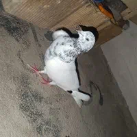 3عدد کبوتر درجه یک|پرنده|شیراز, بازار|دیوار