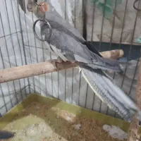 عروس هلندی نر