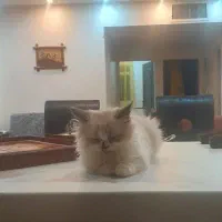 واگذاری پیشی دو ماهه