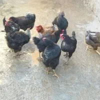 چند عدد مرغ تخمگذار|حیوانات مزرعه|سیوان, |دیوار