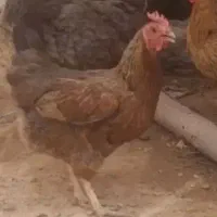 فروش ۸ قطعه مرغ وخروس