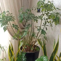 فروش گلدون با گل