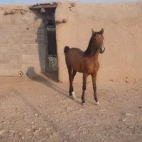 کره نریان کورد|اسب و تجهیزات اسبسواری|کرمانشاه, |دیوار
