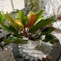 گلدان فیلودندرون پرتقالی تولید خانگی