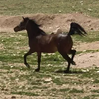 اسب کورد درجه یک|اسب و تجهیزات اسبسواری|بوکان, |دیوار