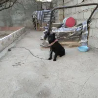 سگ فیندو سرابی اصیل